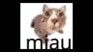 miau cat meme [upl. by Jeanine]