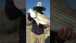 15lb Central Valley Aqueduct Striper aqueduct california [upl. by Tengler902]