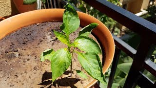 Growing Sweet Banana Peppers from Seeds Days 3460 [upl. by Ocsinarf600]