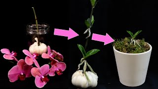 Orchids Propagation Grow Many Baby Orchids On Flower Stalk How It’s Done [upl. by Ahsatin]