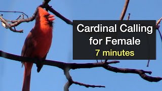 Cardinal Calling for Female  7 minutes [upl. by Yt]