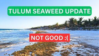 TULUM Seaweed Update  HOTEL ZONE  MARCH 30 2024 seaweed sargassum tulum caribbean sargazo [upl. by Attenrev]