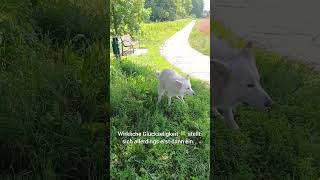 3 Phasen der Glückseligkeit 🍀 als Hundebesitzer 🐾 dog doglover doglife dogshorts dogmeme memes [upl. by Porcia]