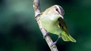 Redeyed Vireo Portrait [upl. by Wenn]