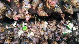 How To Start a Successful Snail Farm With Less Capital  Beginners Guide charlesfarmingproject [upl. by Botti604]