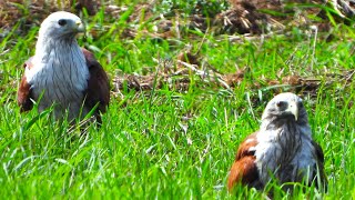 Brahminy kite birds of prey [upl. by Lednahc]