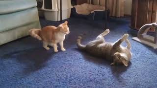 Kitten Attacking Docile Cat [upl. by Macintosh]