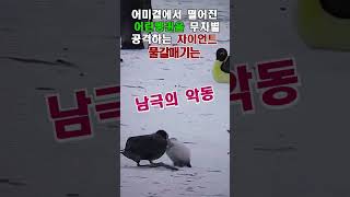 남극펭귄자이언트풀갈매기갈매기동물 animals 어린펭귄wildlife petrel남극의악동 자연현상남극 [upl. by Zetta]