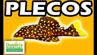 PLECOS  TOP 10 Aquarium PLECO FISH Bristlenose Zebra Plecos [upl. by Alram490]