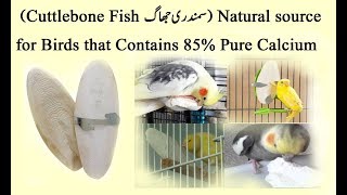 Cuttlebone Fish samandari jhag Natural source of Calcium For Birds [upl. by Naujid560]