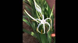 Hymenocallis harrisiana [upl. by Ivan]