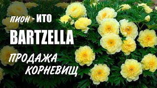 Пион ИТО Бартзелла Bartzella Продажа корневищ [upl. by Mauri]