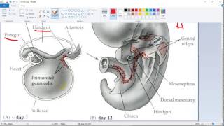 Embryology  dr Mohammed  Gametogenesis 1  Spermatogenesis أجنة [upl. by Lain146]