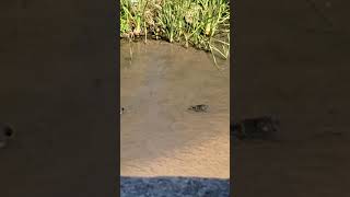 Tortuga y gallineta andando por el río 💦aves birds tortoise [upl. by Liesa676]