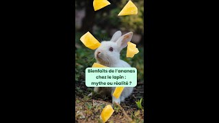 The benefits of pineapple for rabbits myth or reality [upl. by Amund]