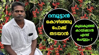 റംബുട്ടാൻ കൊഴിഞ്ഞുപോകാതിരിക്കാൻ ഈ കർഷകന്റെ സീക്രെട് ഇതാണ് Rambutan farming [upl. by Waylan]