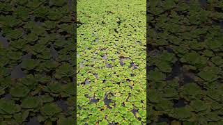 Beautiful and Amazing Lily Pond shortvideo nature Singapore gardensbythebay waterlily tourist [upl. by Cornelius331]