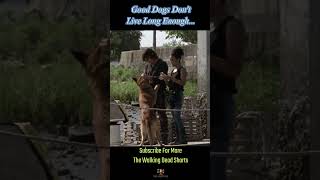 Daryl Dixon Tribute to Dog thewalkingdead daryldixon tribute shorts carolpeletier [upl. by Mellicent600]