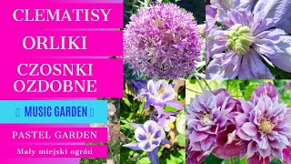 Kwitną clematisy czosnki ozdobne i orliki Music Garden 🎶 PastelGardenPL [upl. by Ydnolem]