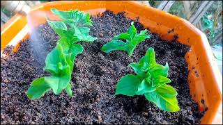 How to grow Petunia Grow Petunia Cuttings Faster Using this Techniques and get 100 Success [upl. by Giles]