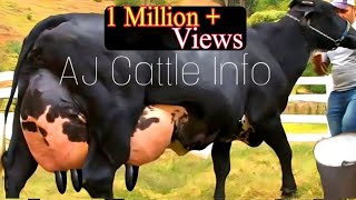 130 Kg Milk Girlando Cow Breed  Girlando gay  Complete Video Documentary By AJ Cattle info [upl. by Dadivitan]