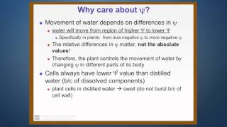 Transport of Water in the Xylem of Plants Part 2 Water Potential [upl. by Farleigh497]