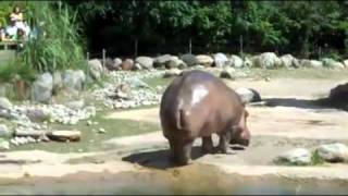 Hippo Poop Sprayer [upl. by Kerred]