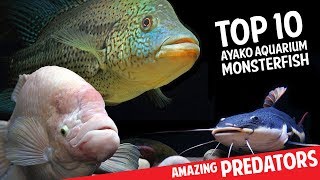 Top 10 Aquarium Monster Fish [upl. by Frankel]