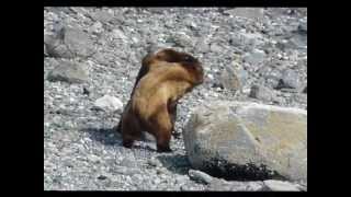 a man fighting over a fish with bear [upl. by Thain]