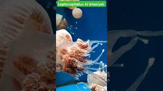 Leptocephalus fish ki khasiyat viralvideo shorts islamicvideo fushmuslimhistory [upl. by Anaahs]