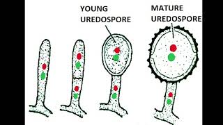 Uredospores of Puccinia graminis tritici 1 [upl. by Fiona]