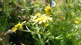 Oxford Ragwort A Cinematic Botanical Showcase at Southport [upl. by Barn]