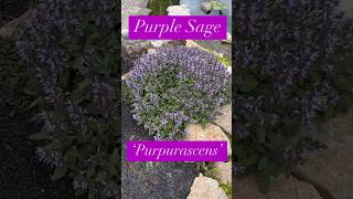 Perennial Spotlight Purple Sage Variety ‘Purpurascens’ shorts sage [upl. by Compton161]