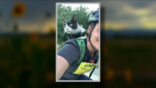 Owner of cat killed in Longmont disappointed after no arrests were made [upl. by Tolland]