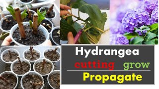 How to propagate hydrangeas from cuttings Grow [upl. by Chamberlin]