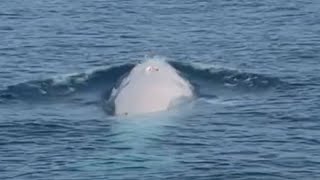 Rare ‘Albino’ Whale Spotted Off Coast of Thailand [upl. by Nakeber]