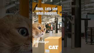 What Happened to Schrodingers CAT  cat talkingcat memes catshorts [upl. by Anoif]