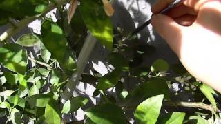 Pollinating Citrus By Hand A Quick Key Lime Pollination Demonstration [upl. by Yerffoj]