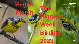 Magee Marsh The Biggest Week in American Birding 2023 [upl. by Aekerly]