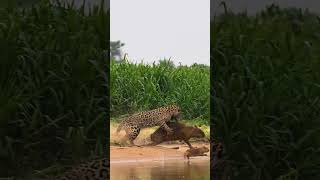 Epic sighting of jaguar killing a capybara today shorts jaguar bigcat wildlife [upl. by Trometer]