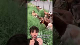 Limpeza de terrenos feita por cabras 🐐 Genial Compartilhe e siga Curiosidades Inovação [upl. by Zahc778]