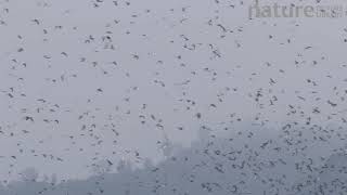 Amur falcons congregating during their migration from Siberia to Africa near Doyang reservoir Naga [upl. by Nnylarat]