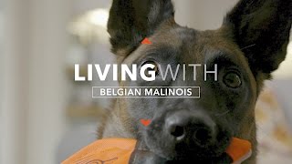 ALL ABOUT LIVING WITH THE BELGIAN MALINOIS [upl. by Clyte]