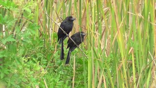 Smoothbilled Ani and Groovebilled Ani SPI Texas 20221112 [upl. by Hamlet]