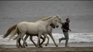 Horses at Liberty [upl. by Wilburt]