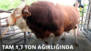 17 ton ağırlığındaki Soro kesildi [upl. by Kerad62]