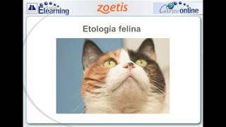 Curso Avepa Elearning Etología Felina [upl. by Christian]