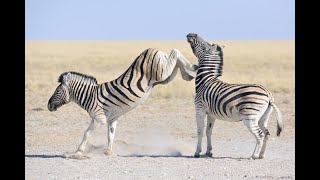 Zebras Three Different Species of Zebra Equidae Plains Zebra Grevys Zebra and Mountain Zebra [upl. by Biddle]