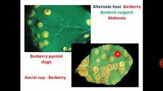 Lecture 24  Life cycle of Rust fungi  Puccinia and Hemileia  PAT 201 [upl. by Grosberg772]