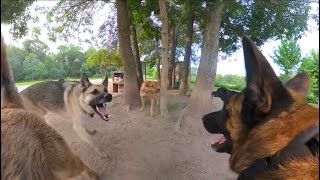 Belgian Malinois Corrects German Shepherd At The Dog Park [upl. by Alansen394]